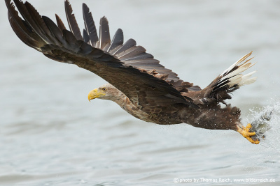 White-tailed sea eagle hunting successful