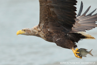 Flying White-tailed eagle with fish