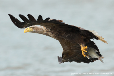 Adult white-tailed sea eagle flying with prey