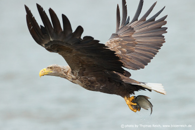 White-tailed sea eagle flying with prey