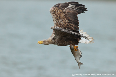 White-tailed sea eagle flight picture with fish
