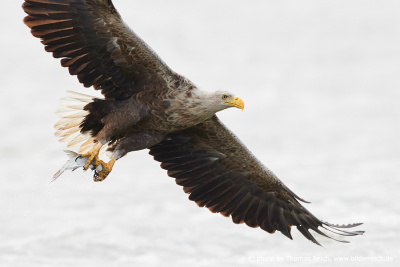 White-tailed sea eagles diet