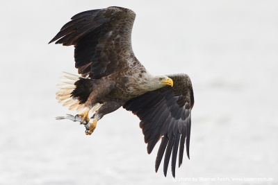 White-tailed sea eagle with prey aerial image
