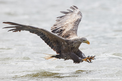 White-tailed sea eagle catching fish out of water
