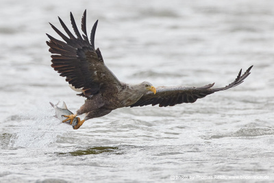 White-tailed sea eagle captured fish out of water