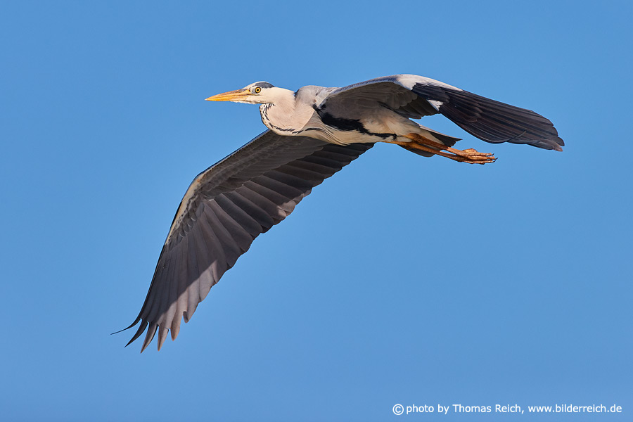 Grey heron wingspan