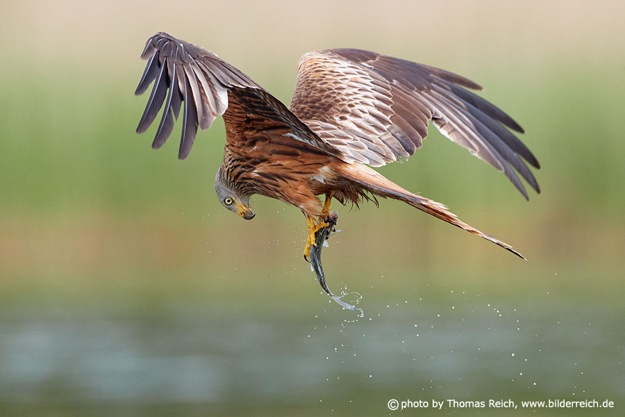 Red Kite bird with fish in claws