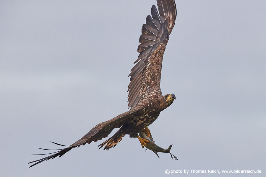 White-tailed eagle with fish caught in talons