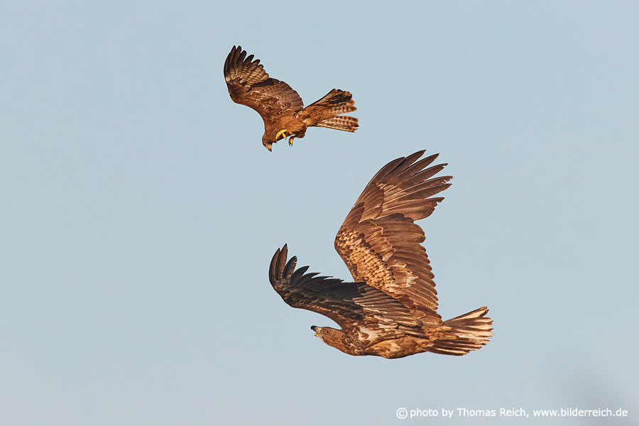 Black kite attacks white-tailed eagle