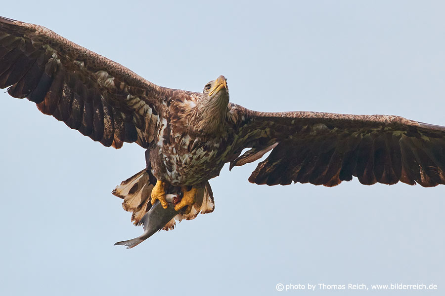 White-tailed Eagle with prey in the sky
