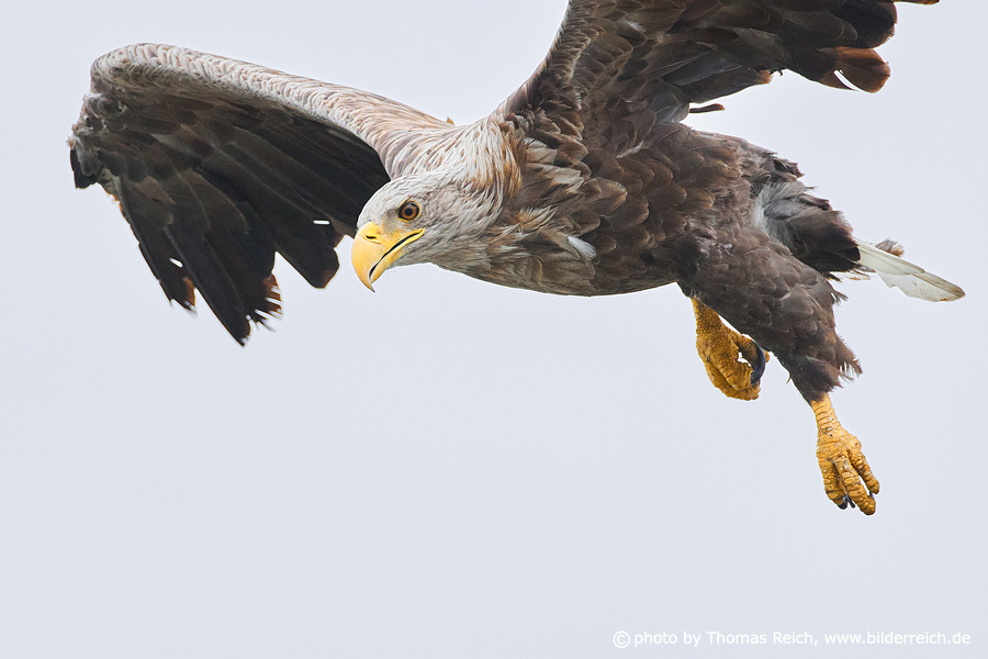 White-tailed sea-eagle in flight
