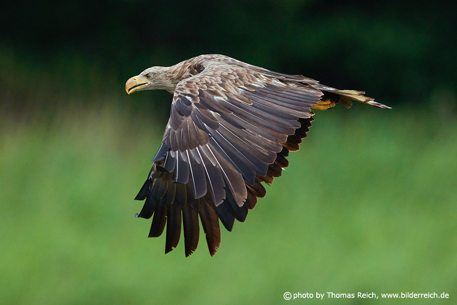 White-tailed eagle immature in flight