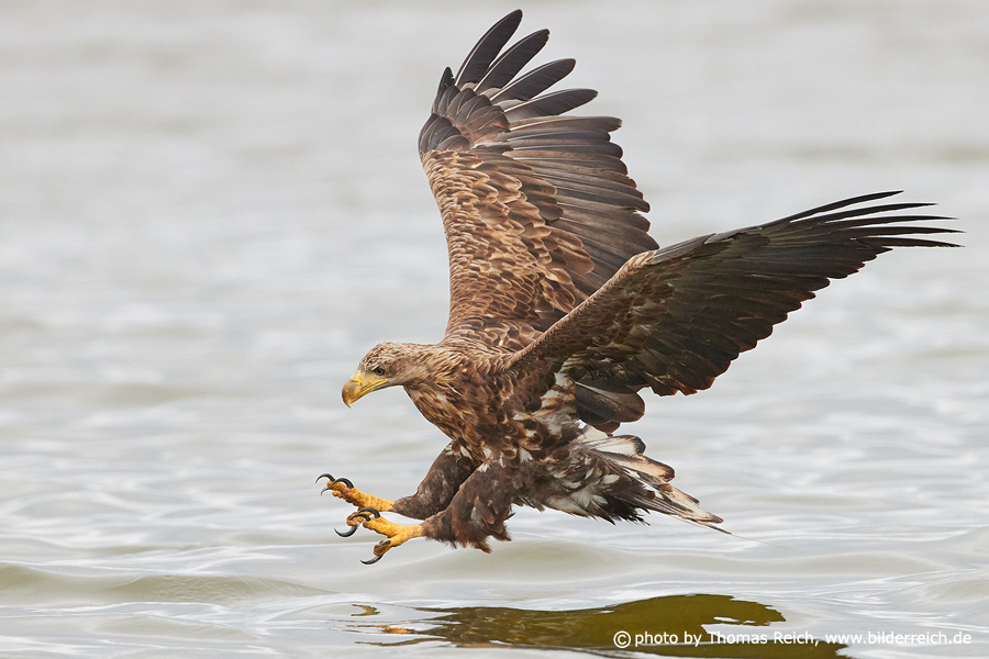 White-tailed sea eagle approach fish