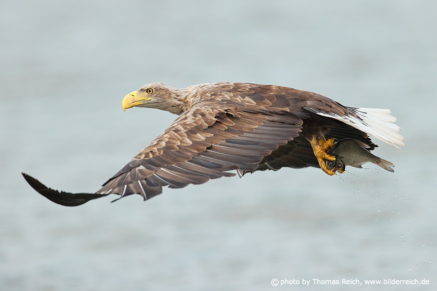 White-tailed sea eagle flying with food