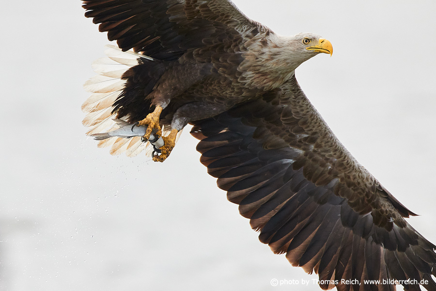 White-tailed sea eagle with dead fish in its clutches