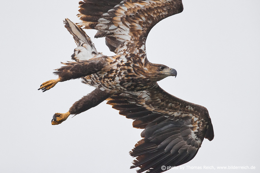 Juvenile White-tailed sea eagle hunting