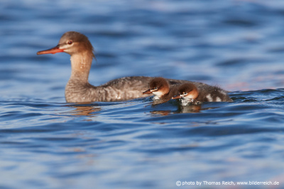 Red-breasted merganser with chicks