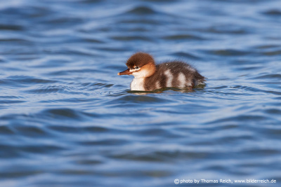 Red-breasted merganser chick swimms