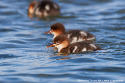 Red-breasted merganser juveniles in the water