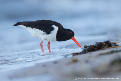Eurasian Oystercatcher searches for food
