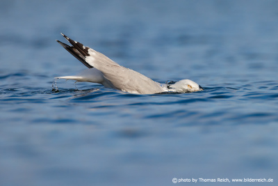 European herring gull dives