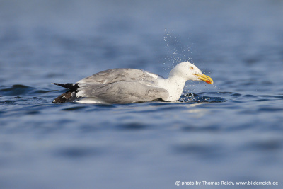 European herring gull bathing