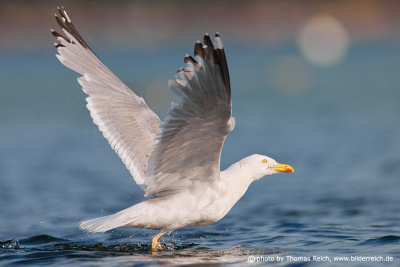 European herring gull starts to fly