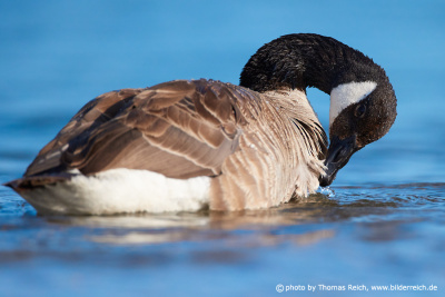 Canada goose cleans plumage