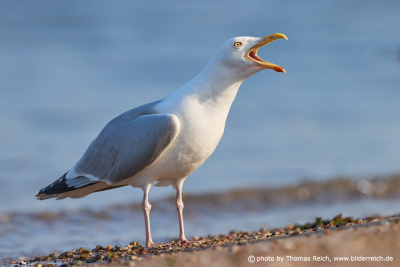 European herring gull calls