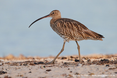 Eurasian Curlew foraging