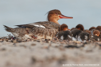 Red-breasted merganser female with chicks