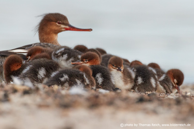 Red-breasted merganser mother and chicks