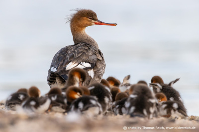 Red-breasted merganser mother and ducklings