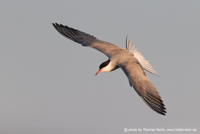 Common tern flying