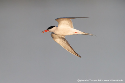 Adult Common Tern