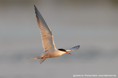 Adult Common Tern in flight with prey