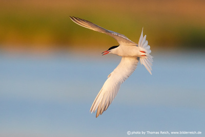 Common tern hunting