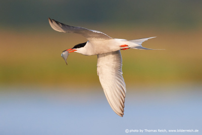 Common tern with plaice