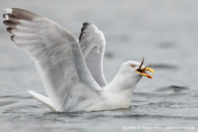 European herring gull diet