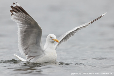 Herring gull stretches wings