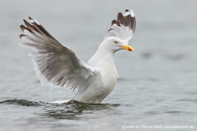 European herring gull wing span
