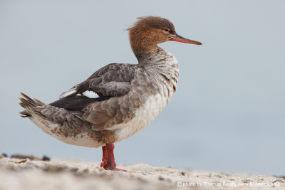 Red-breasted merganser appearance