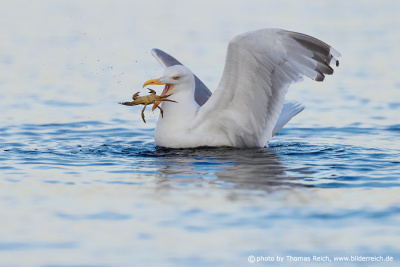 European herring gull crab in bill
