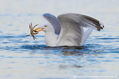European herring gull eats crab