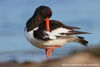 Oystercatcher cleans wings