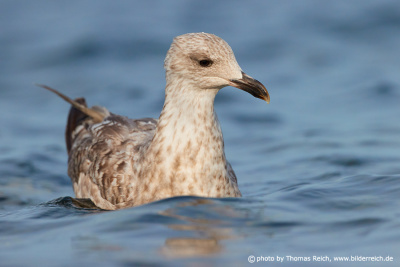 European herring gull immature plumage