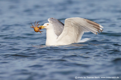 European herring gull prey in bill