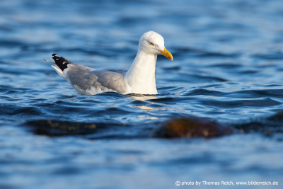 European herring gull hunts
