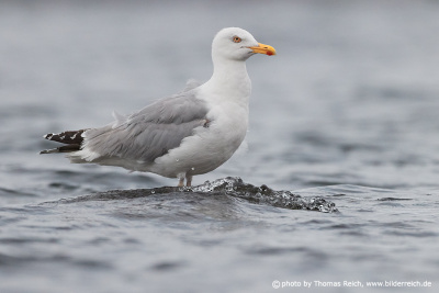 European herring gull standing in Baltic Sea
