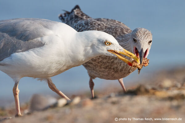 European herring gull feeds juvenile